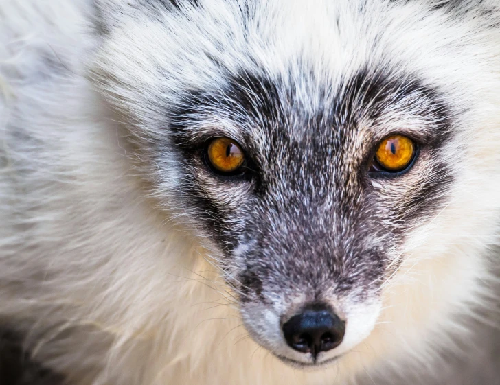 close - up view of a long haired furry animal