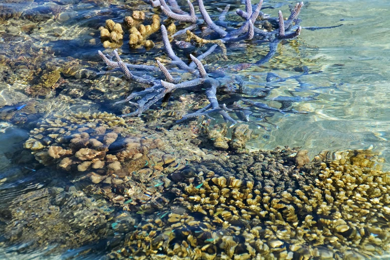 a bunch of corals that are in the water