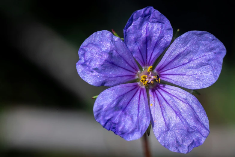 a single blue flower with water droplets on it