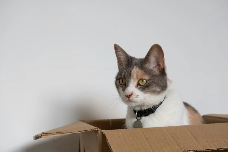 a cat with a collar sits inside a cardboard box