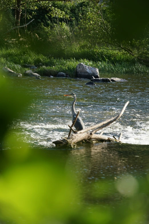 an image of a bird sitting in the middle of a river