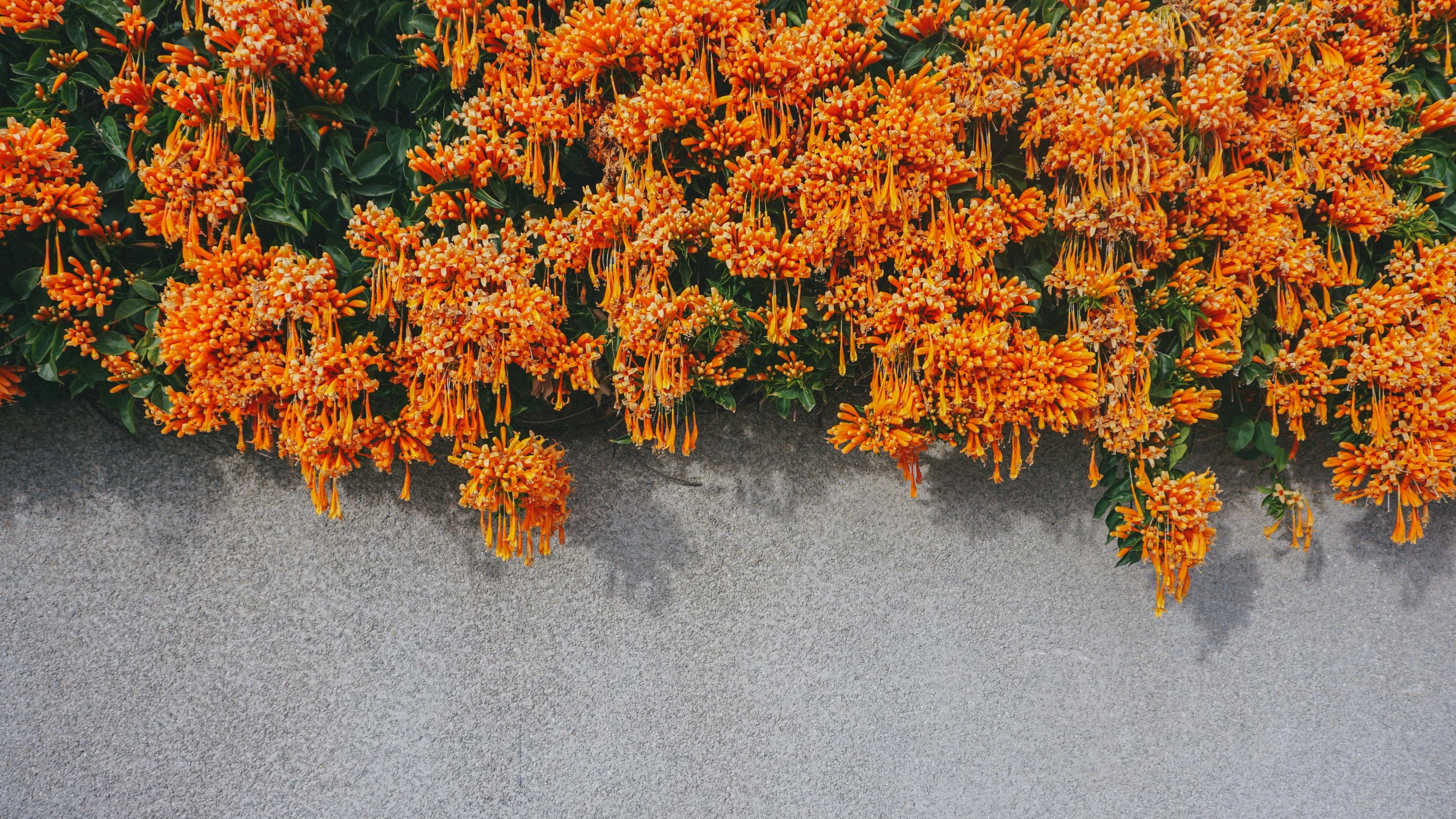 a large wall with many orange flowers on it