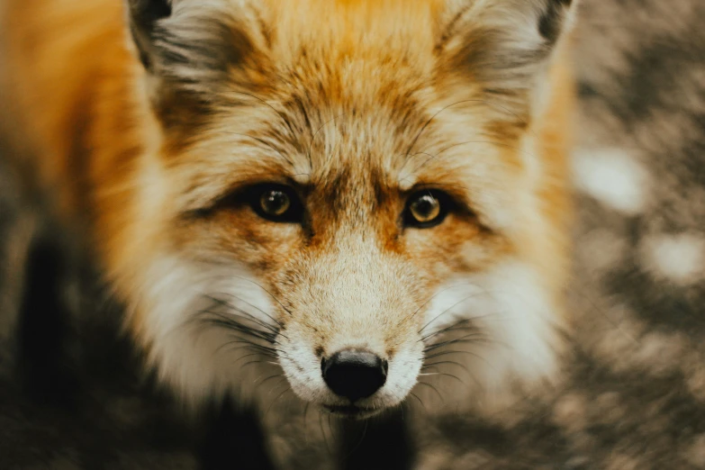 an image of a fox in motion with big eyes