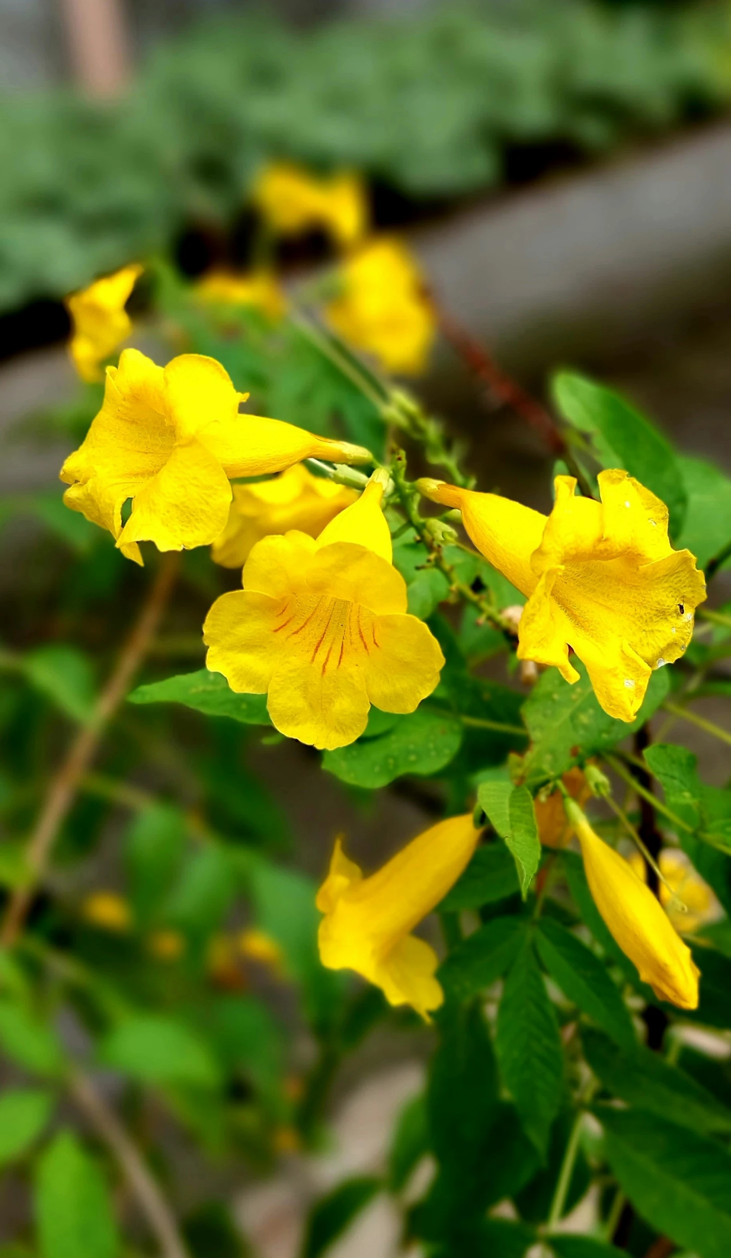 the yellow flowers are blooming next to green leaves