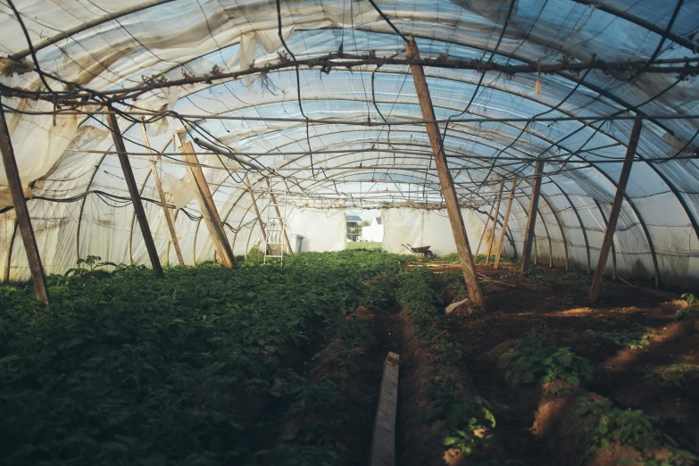 an image of a greenhouse with rows of plants inside