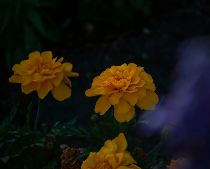 three yellow flowers sitting next to each other