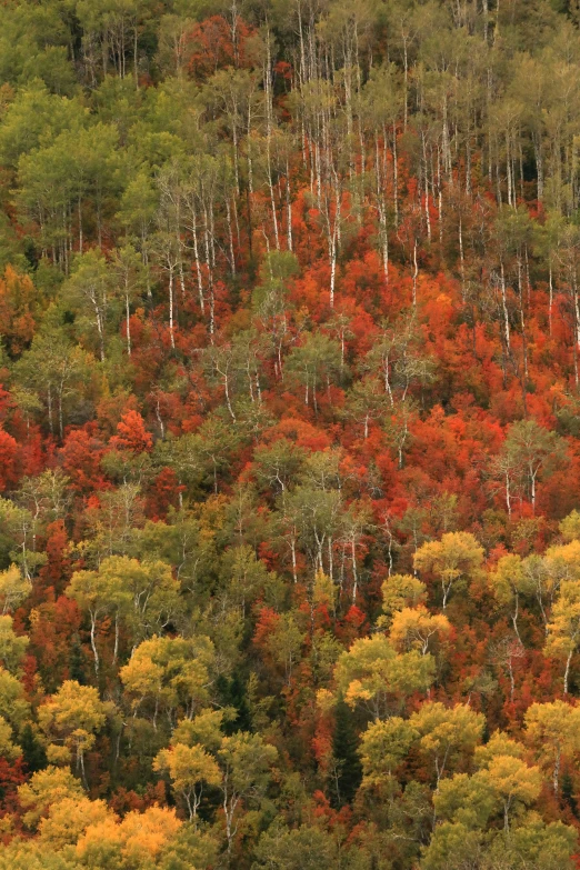 a forest with many different trees covered in autumn colors