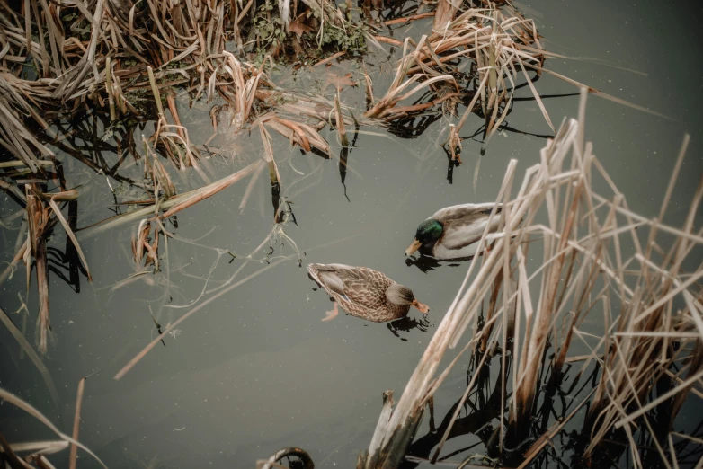 three ducks are swimming on the water in the reeds