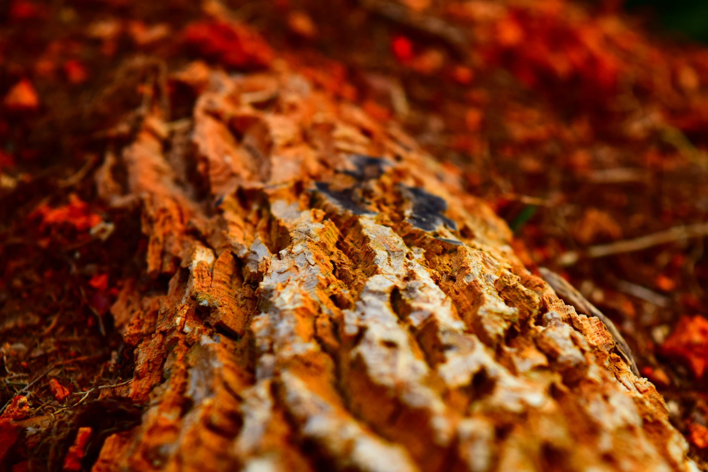 orange, yellow and grey bark of a tree