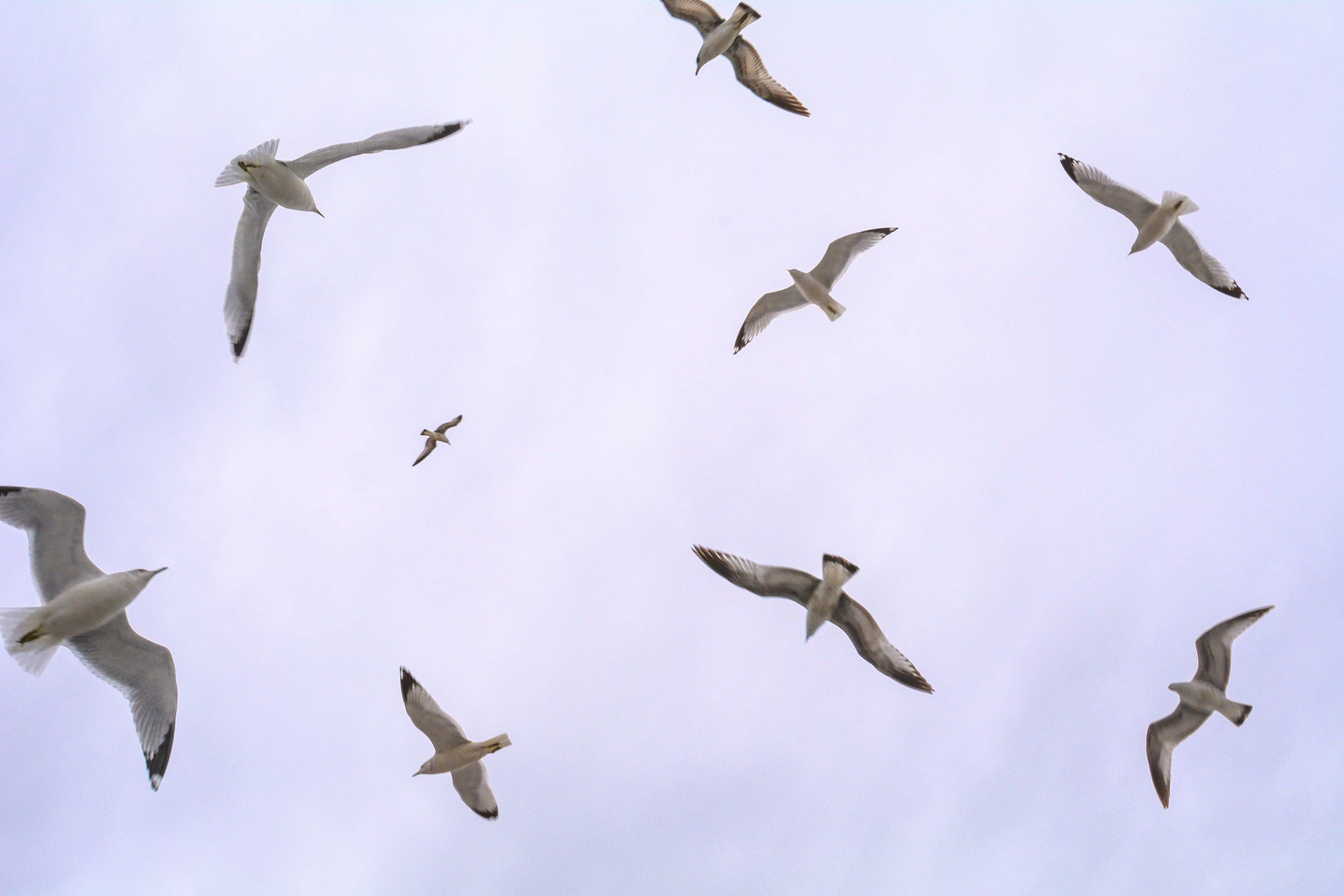 seagulls flying in the sky with one hovering