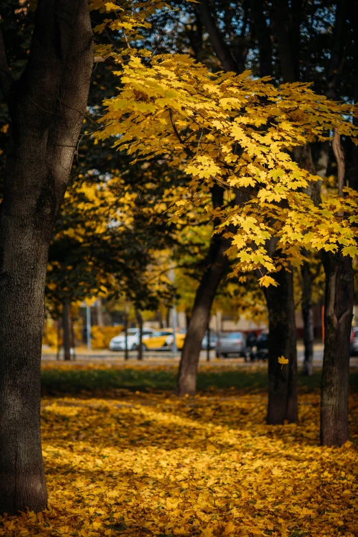 yellow leaves scattered on the ground in front of trees