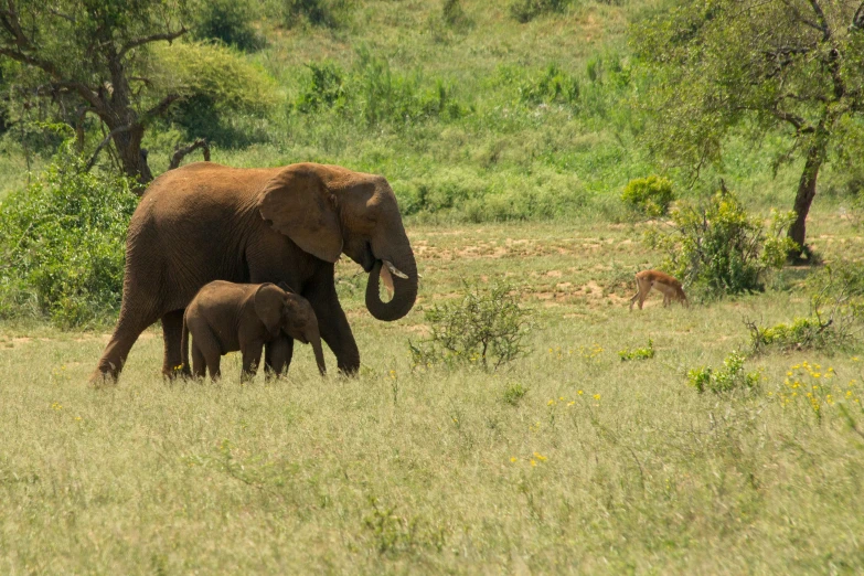 an elephant and its baby walk through the grass