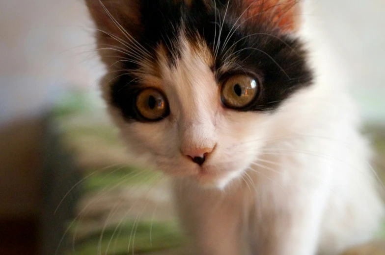 a white cat with black eyes sitting on a bed