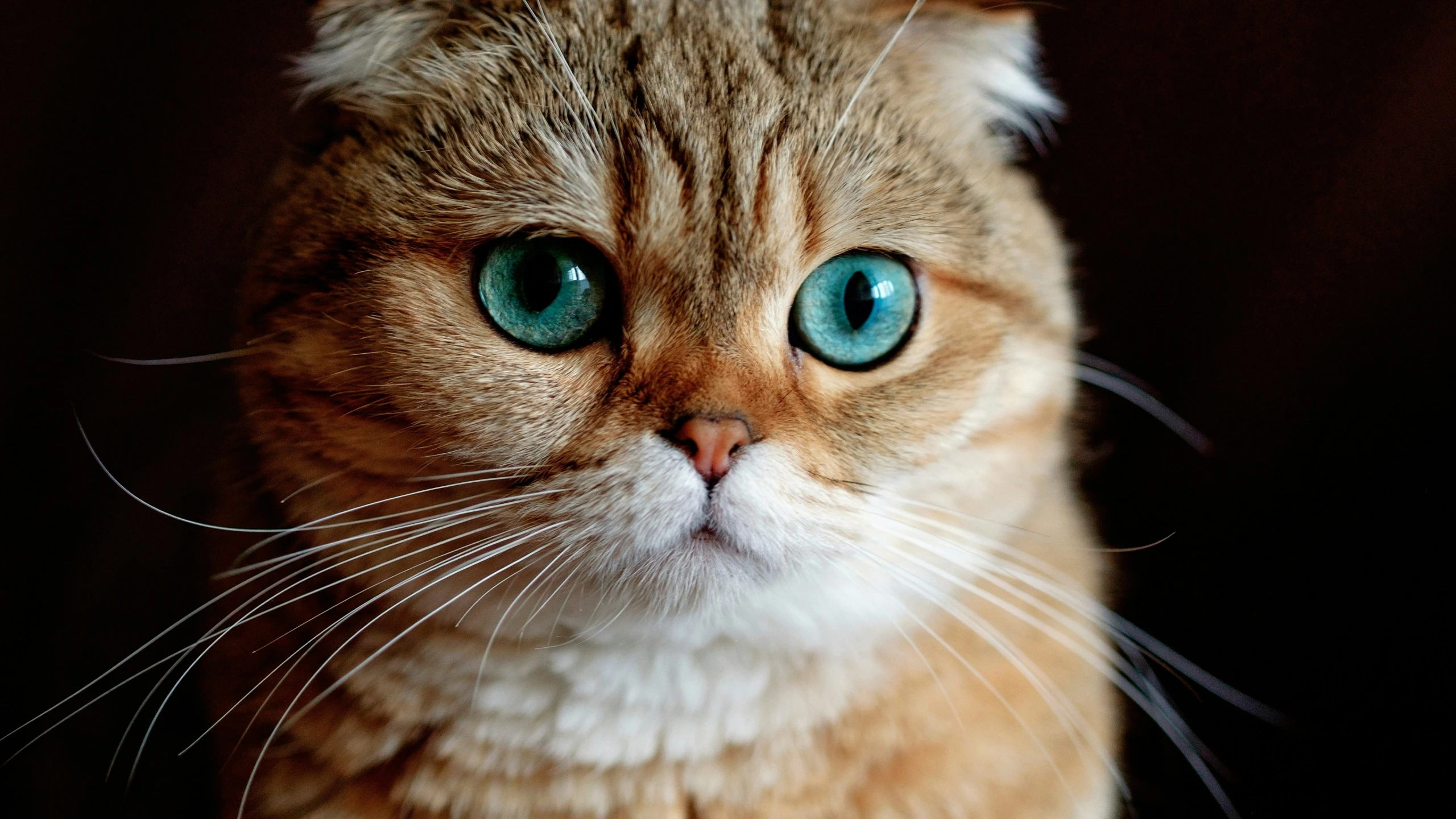 a cat with very bright green eyes staring straight ahead