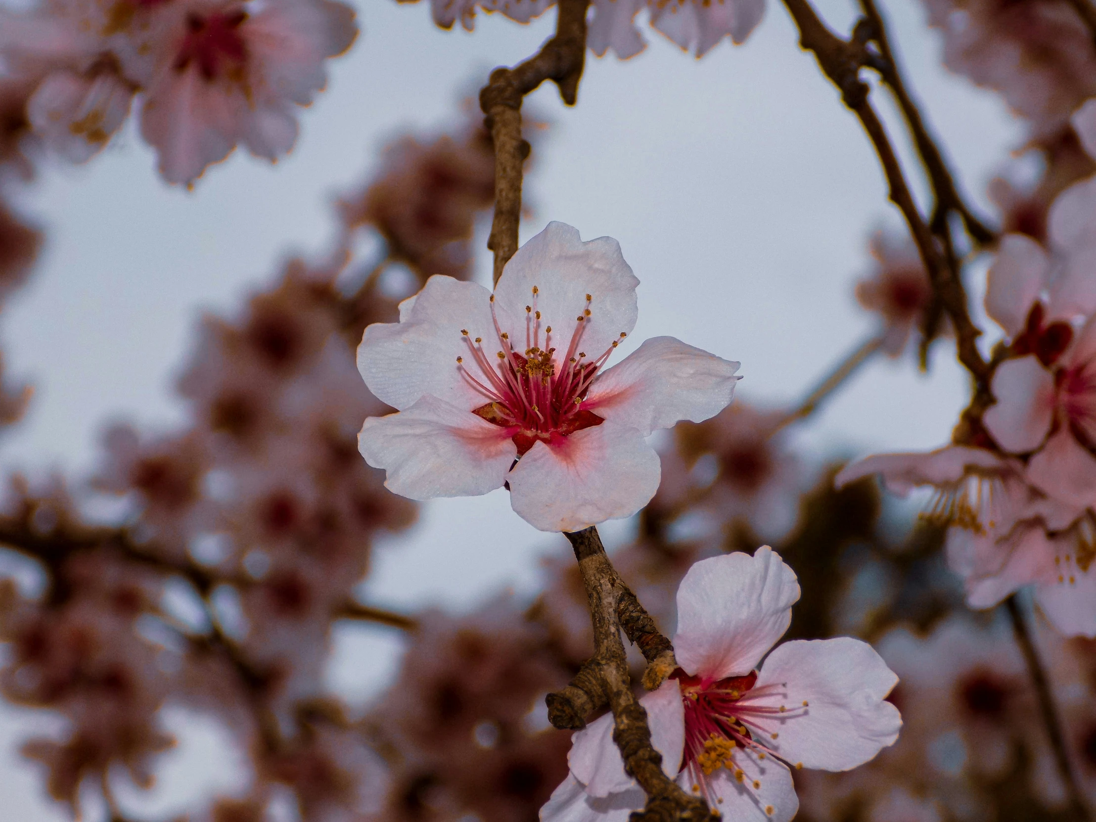 pink and white flower are blooming on the nches of trees