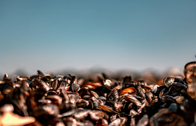 a cluster of snails sprout from the ground