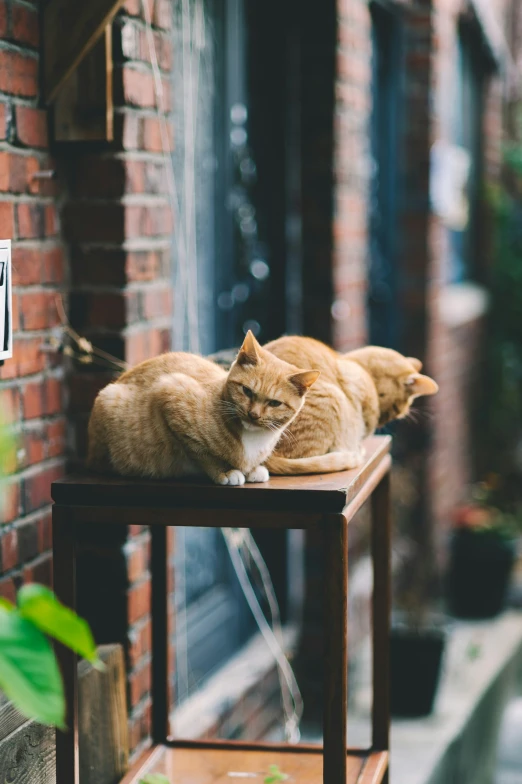 two orange and white cats sit on top of a table