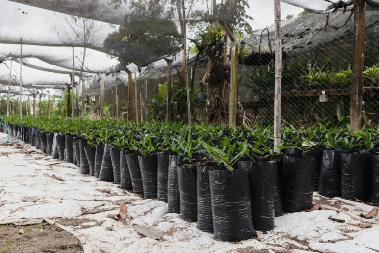 many green plants in rows and several plastic bags