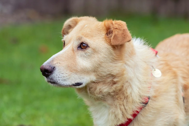 a tan dog with white patches looks up