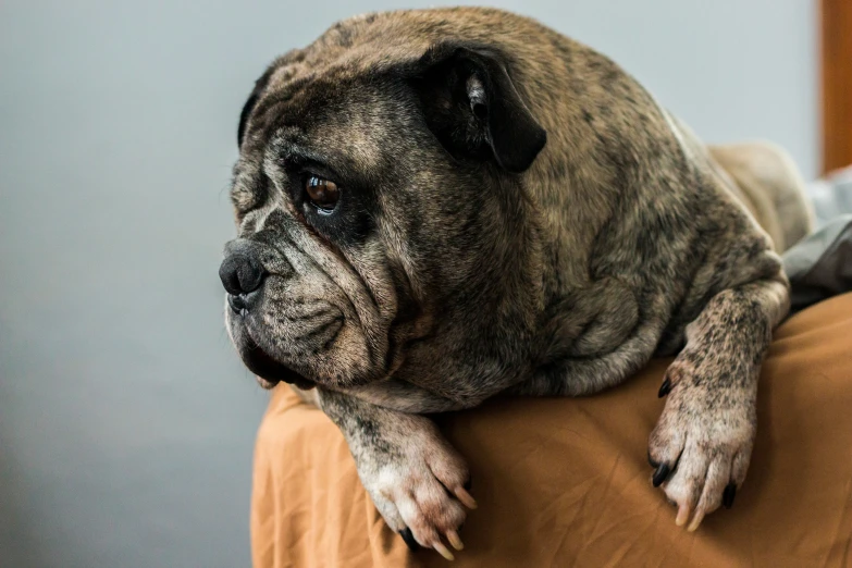 a close up of a dog on a couch