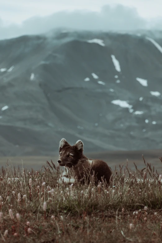 an animal stands in a field with mountains in the distance