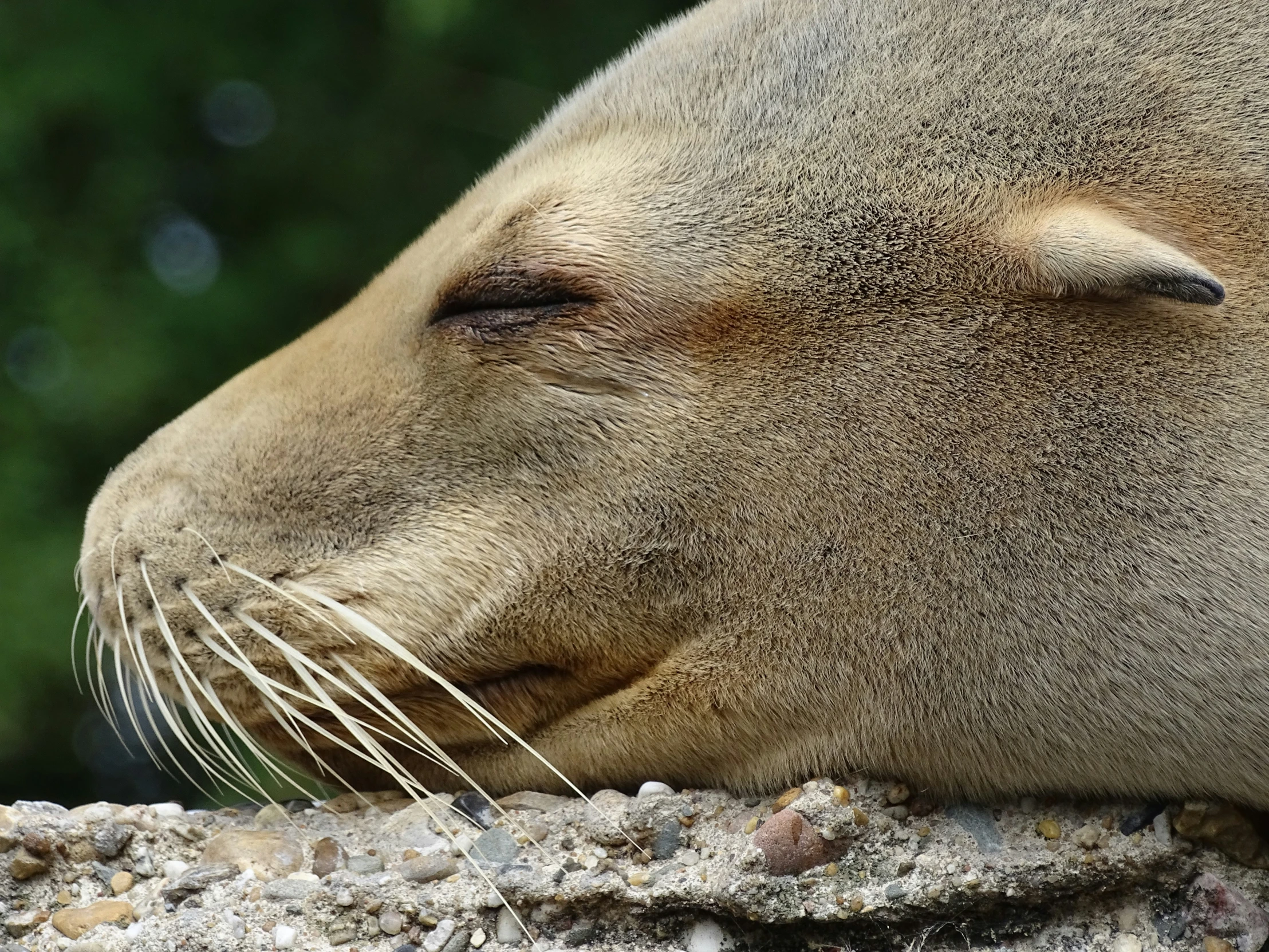 a seal laying down with its eyes open