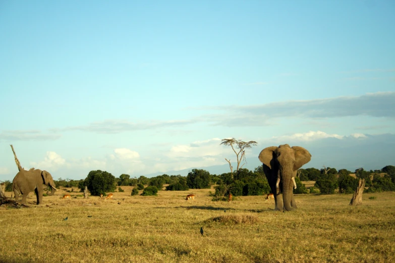 an elephant that is walking around in a field