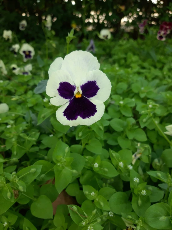 a very pretty flower sitting on top of some green leaves