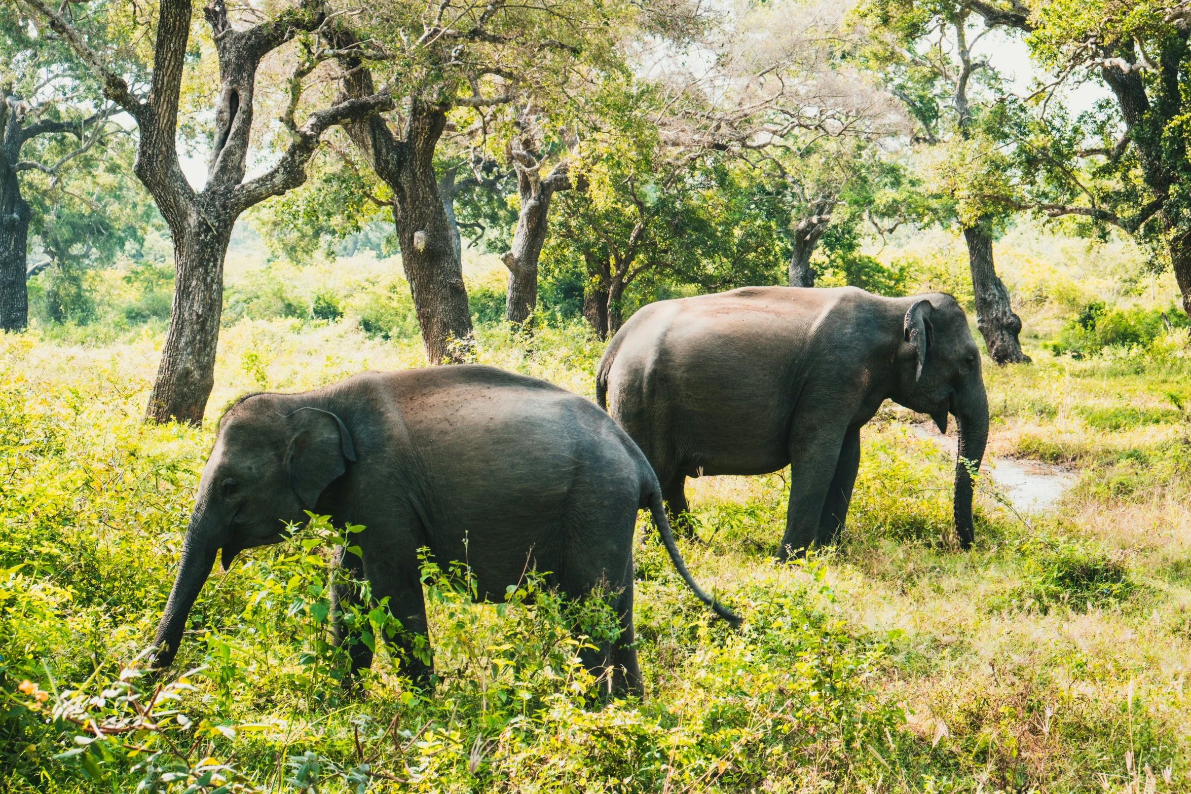 two elephants in their natural habitat with trees