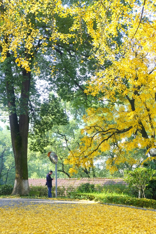 a man is playing with his frisbee in a park