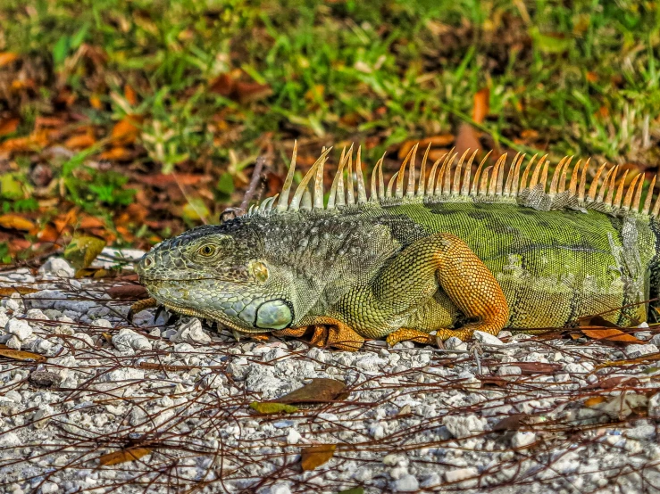 an iguant is standing on some twigs