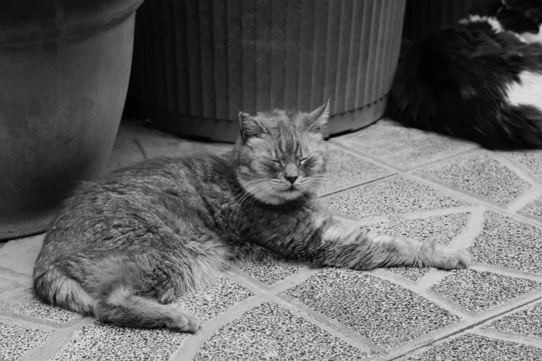 black and white po of a cat sitting on a tile floor next to two pots