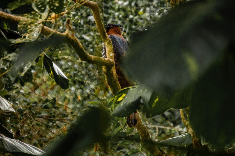 a small bird perched on top of a tree nch