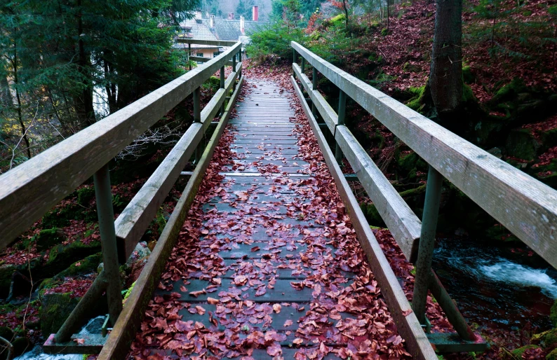 an image of a path in the woods