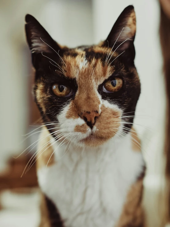 a calico cat is looking at the camera