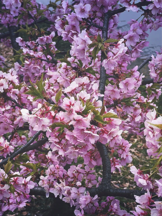 close up of pink and white blossoms on a tree