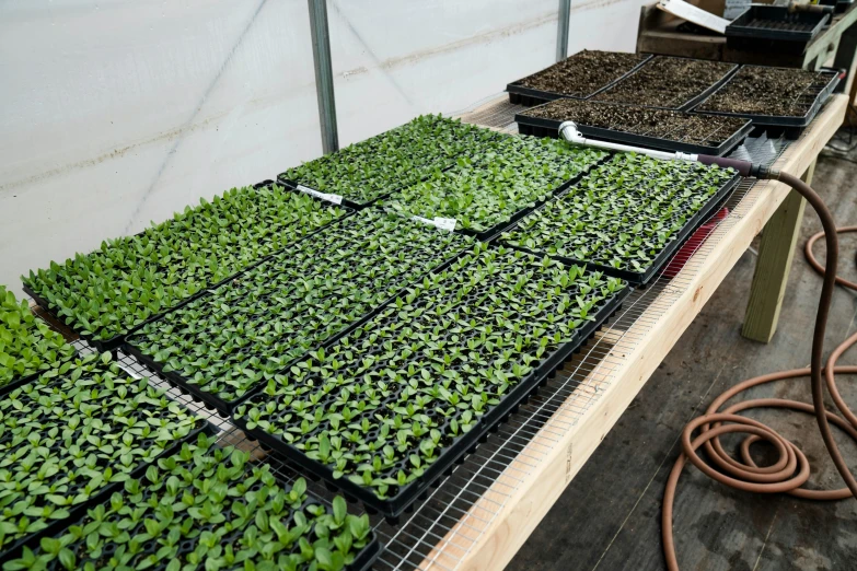 greenhouse filled with plants and seeding being washed