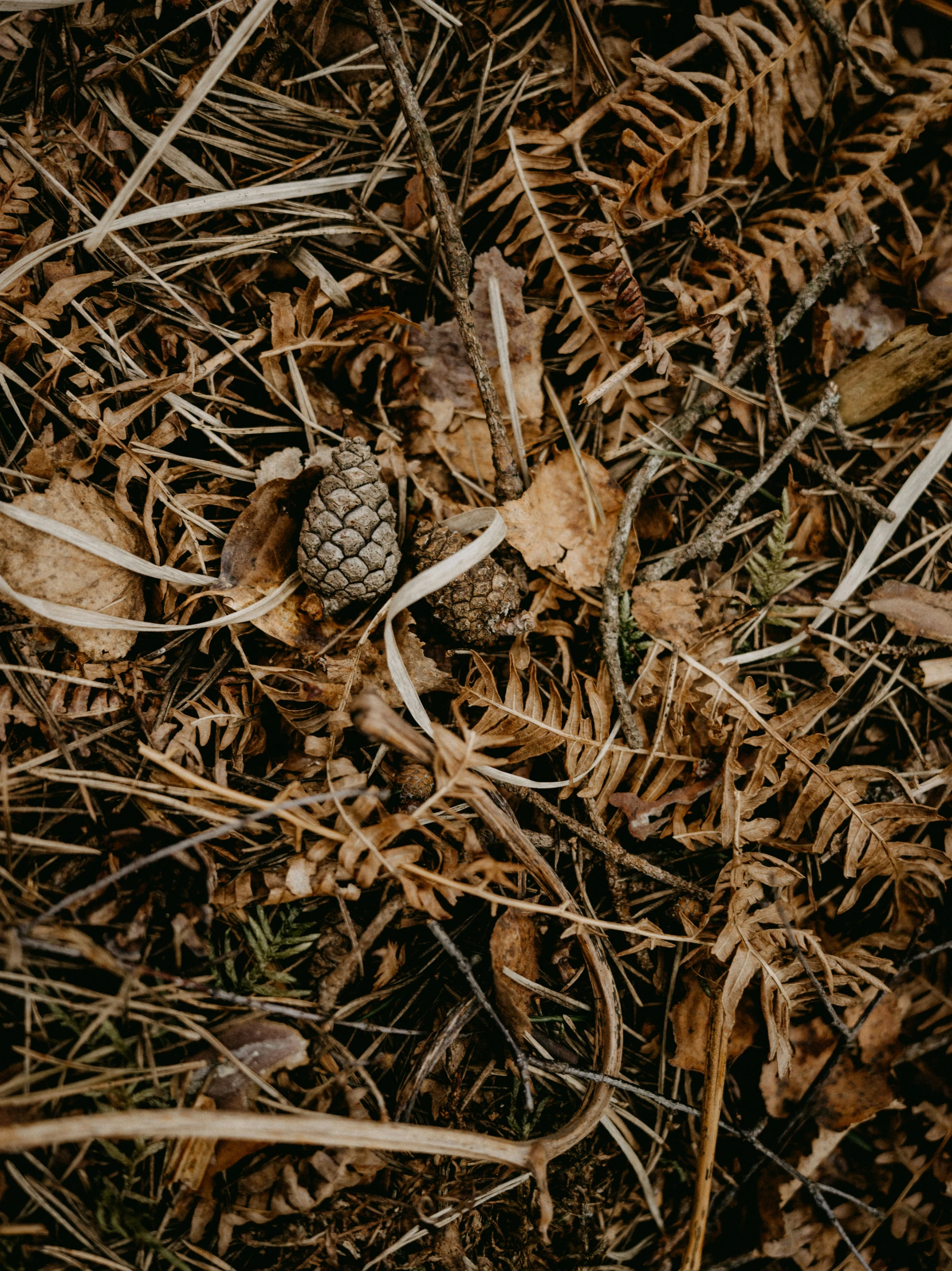 a pine cone on the ground covered in grass