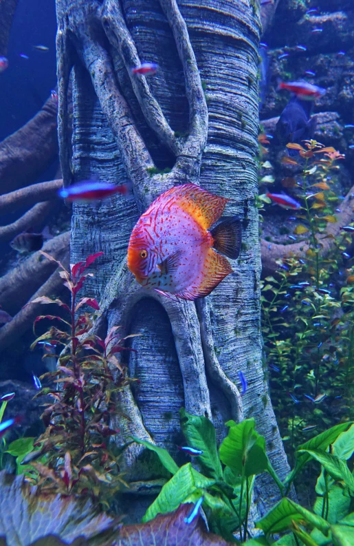 a red and yellow tropical fish is shown here