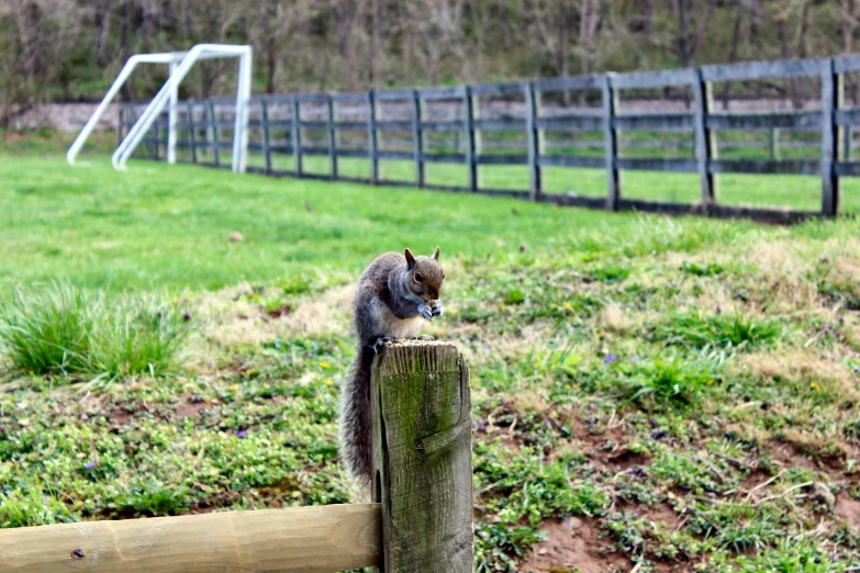 a squirrel standing on top of a fence post