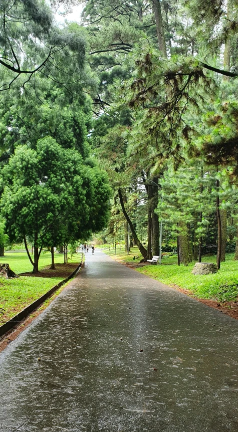 a long straight paved road with trees on either side