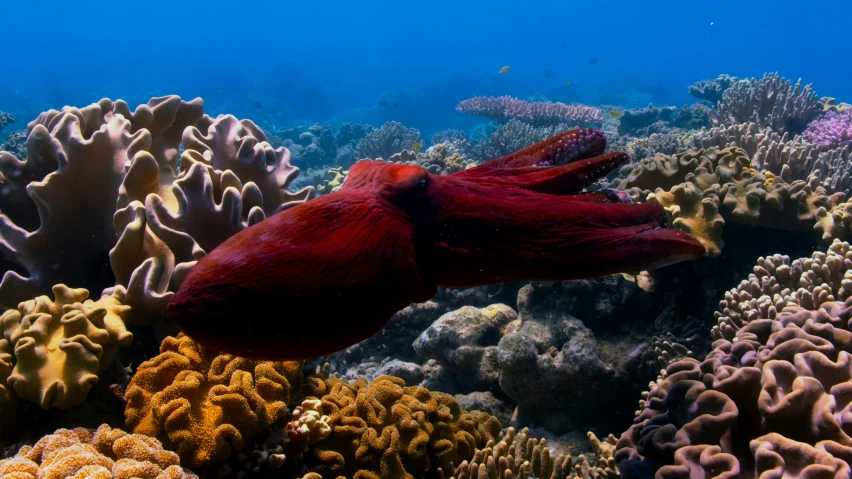 a red sea anemone swims among colorful corals