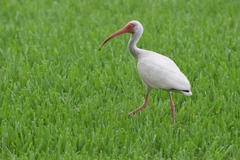 a white bird with long red beak walks through the green grass