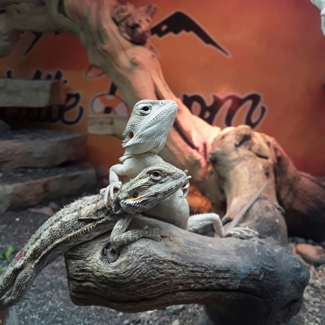 an lizard on a log in a rock wall