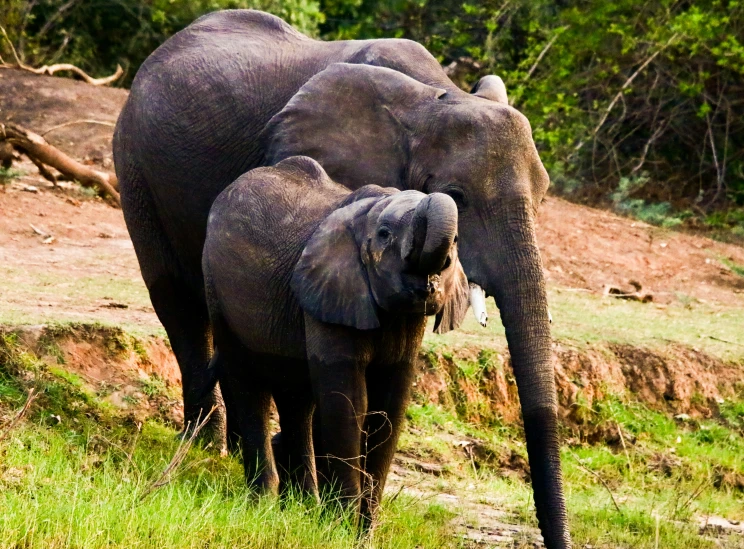 two elephants are standing in a grassy field