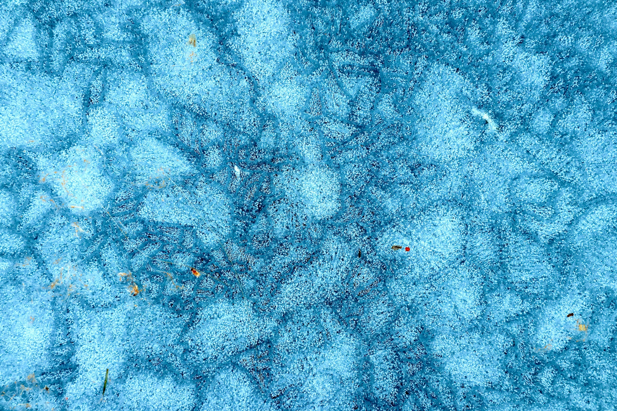 a blue area with soing like substance on it