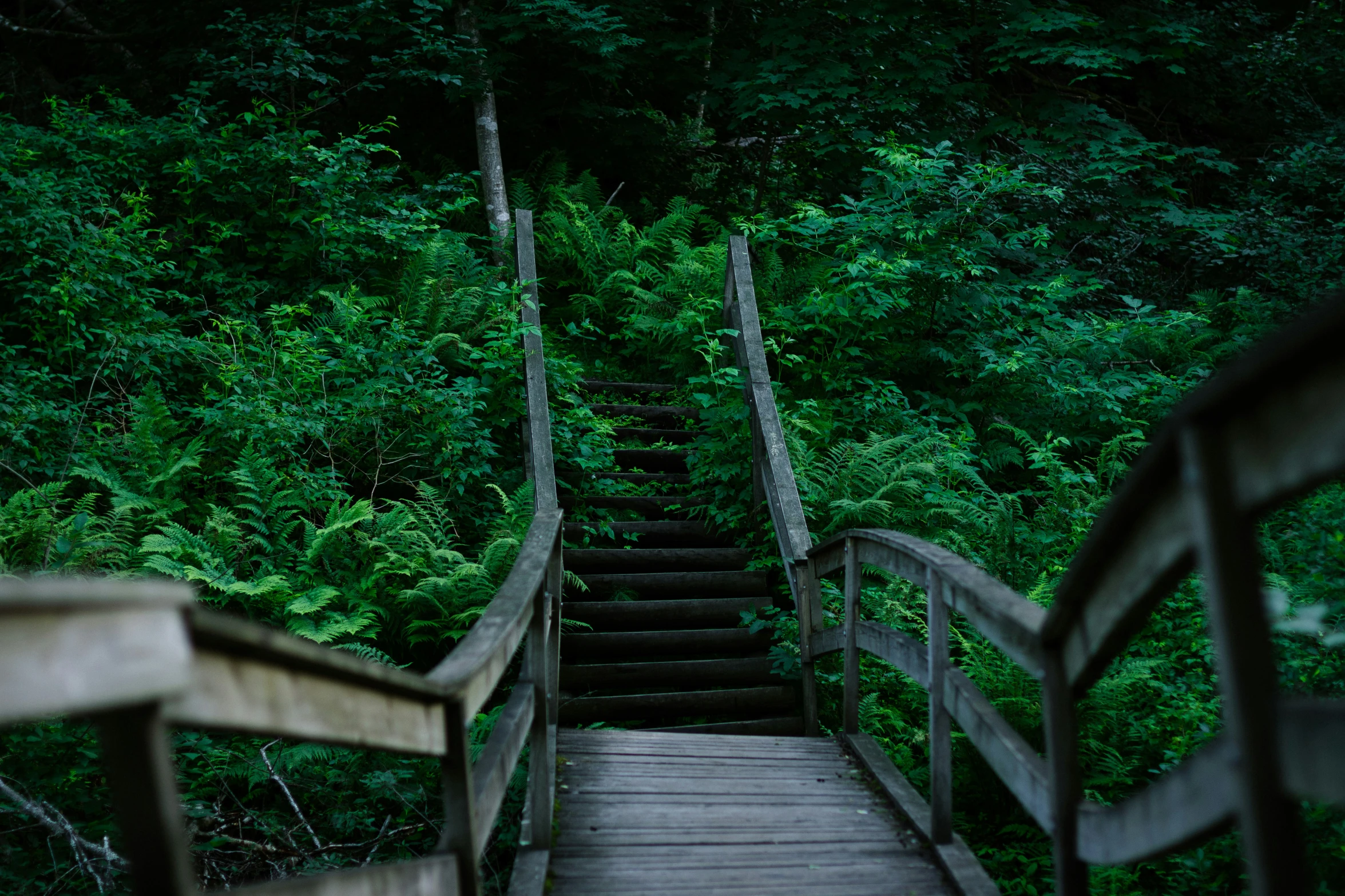 a set of stairs going down into the woods