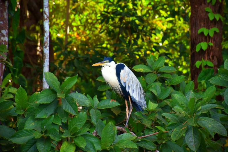 bird sits on a tree nch and looks out