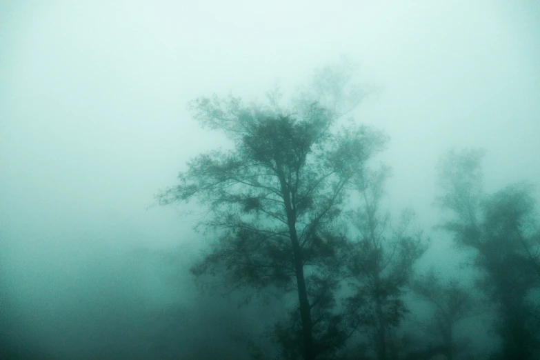 fog hanging over trees in a wooded area