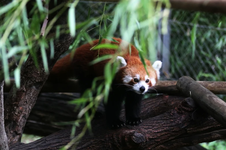 a red panda looking around on a log